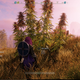 A character gathers hemp in Amazon's New World MMO.